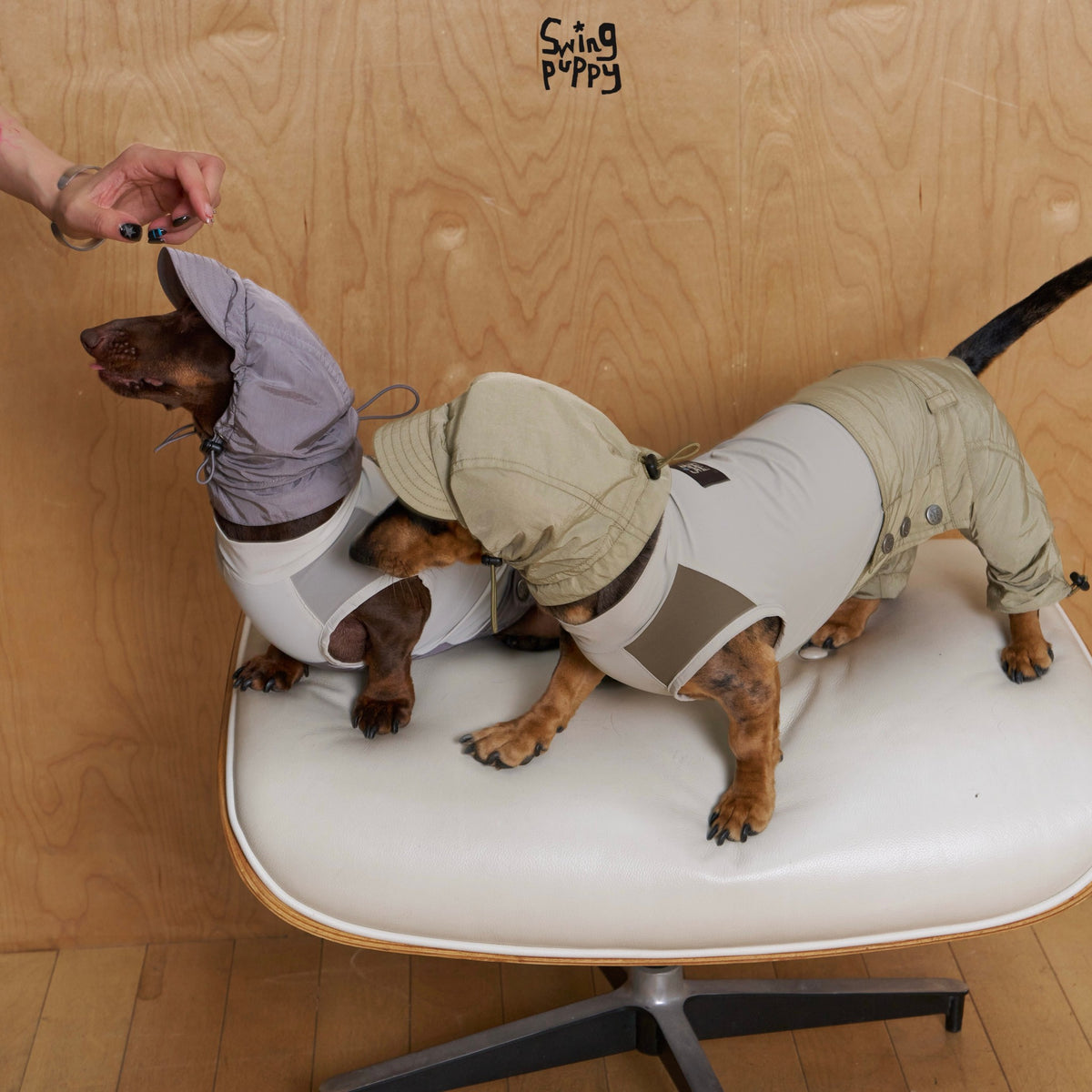 Two dachshunds wearing colorblock jumpsuits with raised hoods.