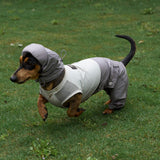Dachshund wearing a gray and lavender hooded jumpsuit outdoors.