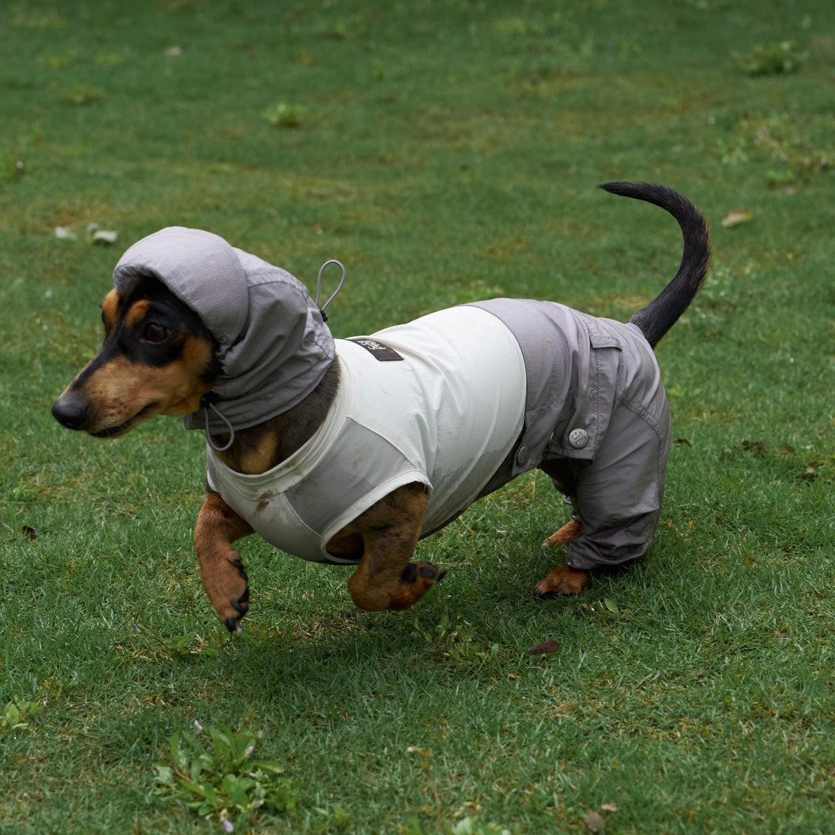 Dachshund wearing a gray and lavender hooded jumpsuit outdoors.
