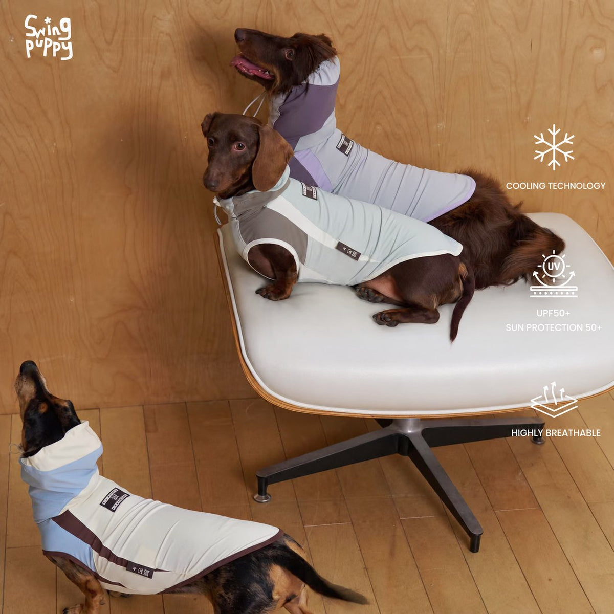 Dachshunds wearing light colorblock hooded shirts beside a white chair.