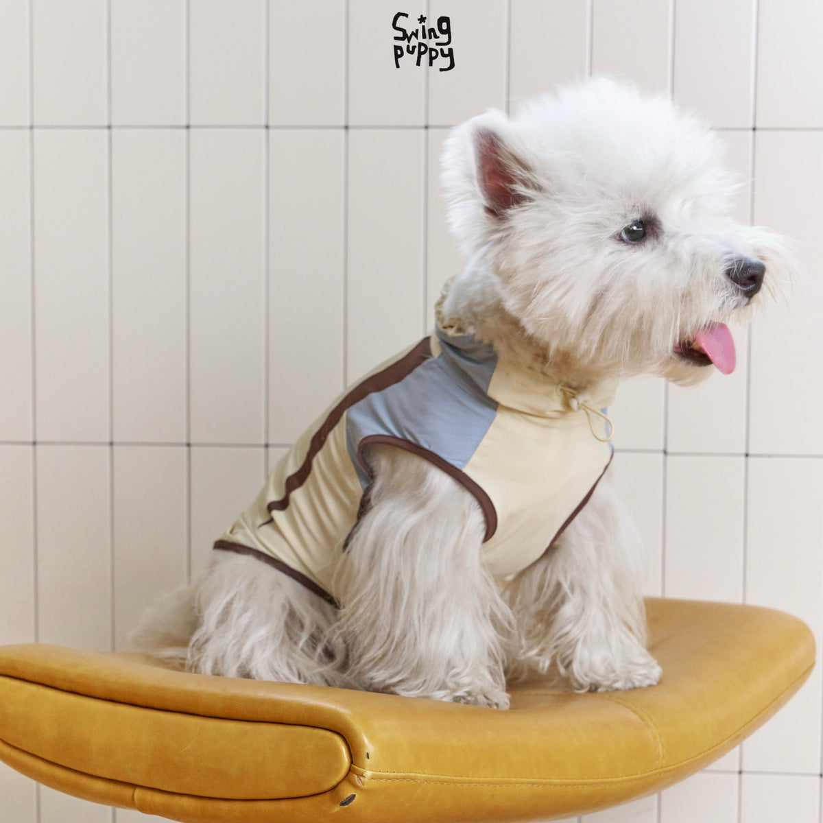 White terrier wearing a cream hooded shirt with blue and brown panels.