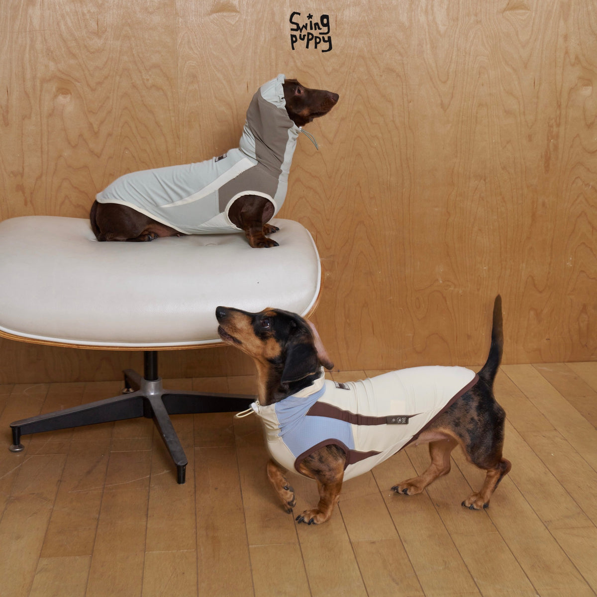 Two dachshunds modeling light hooded shirts with contrasting panels.