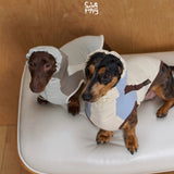 Two dachshunds wearing cream colorblock hooded shirts on a chair.
