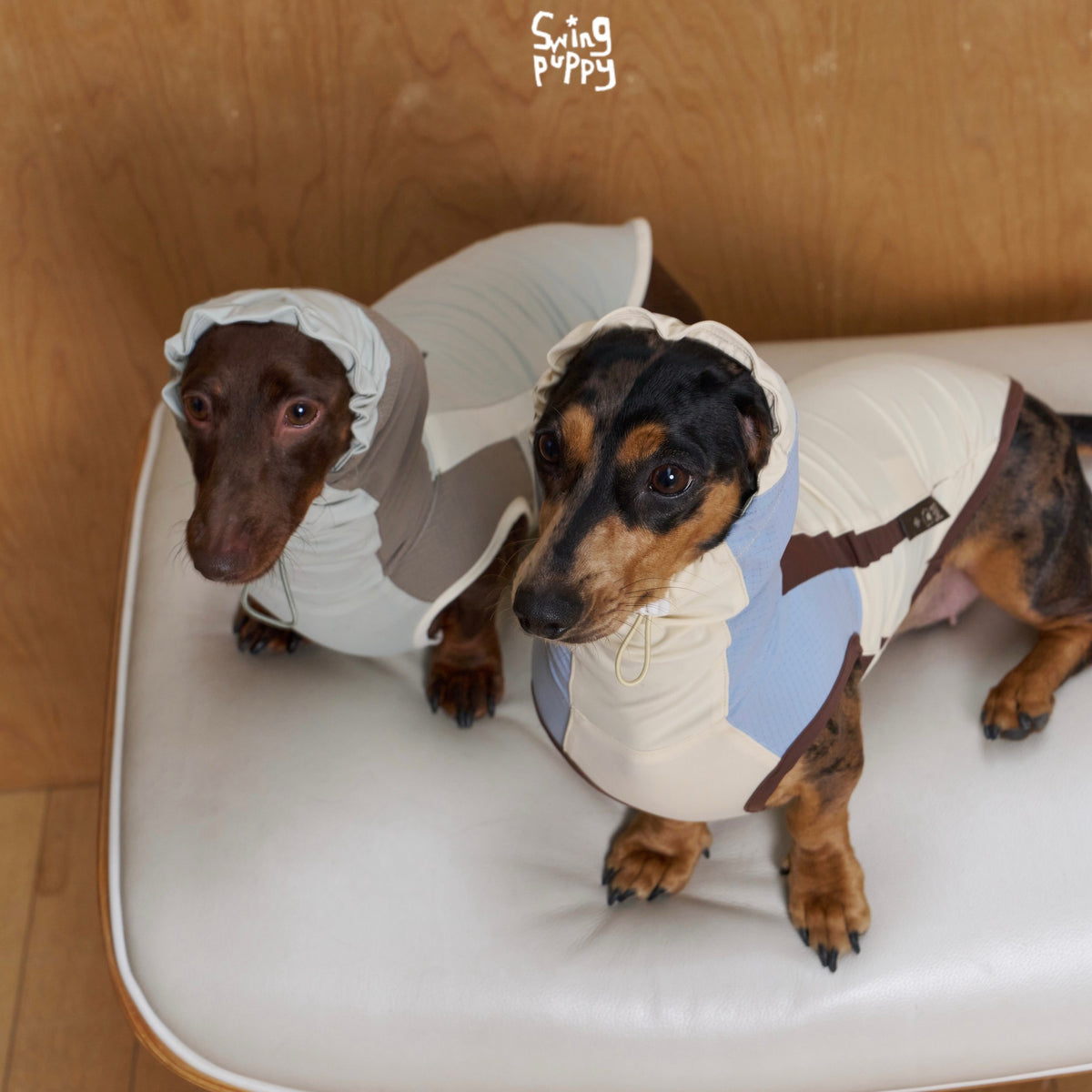 Two dachshunds wearing cream colorblock hooded shirts on a chair.