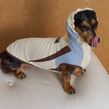 Seated dachshund wearing a cream and blue colorblock hooded shirt.