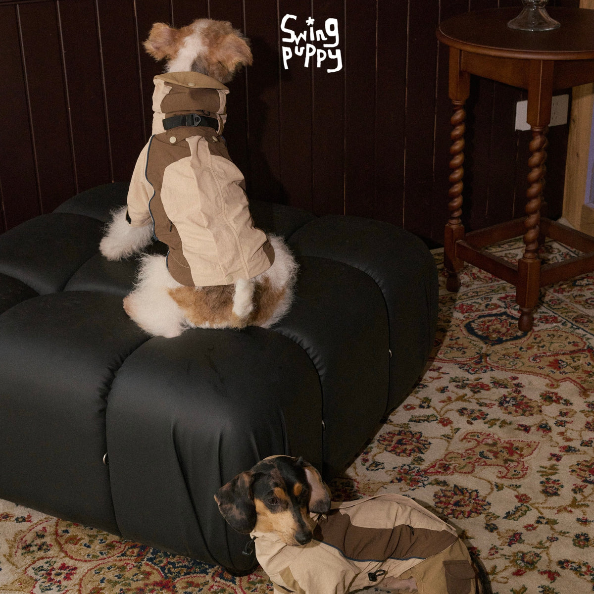 Rear view of a cream and brown outdoor bodysuit on a terrier.
