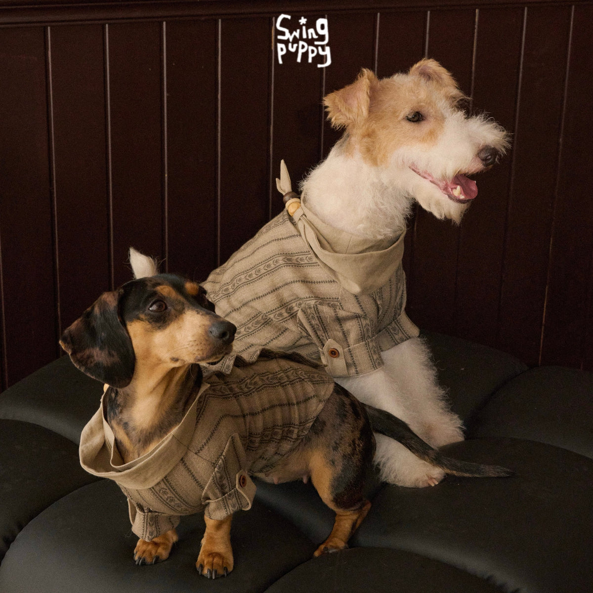 Terrier and dachshund wearing tan plaid shirts on a black chair.