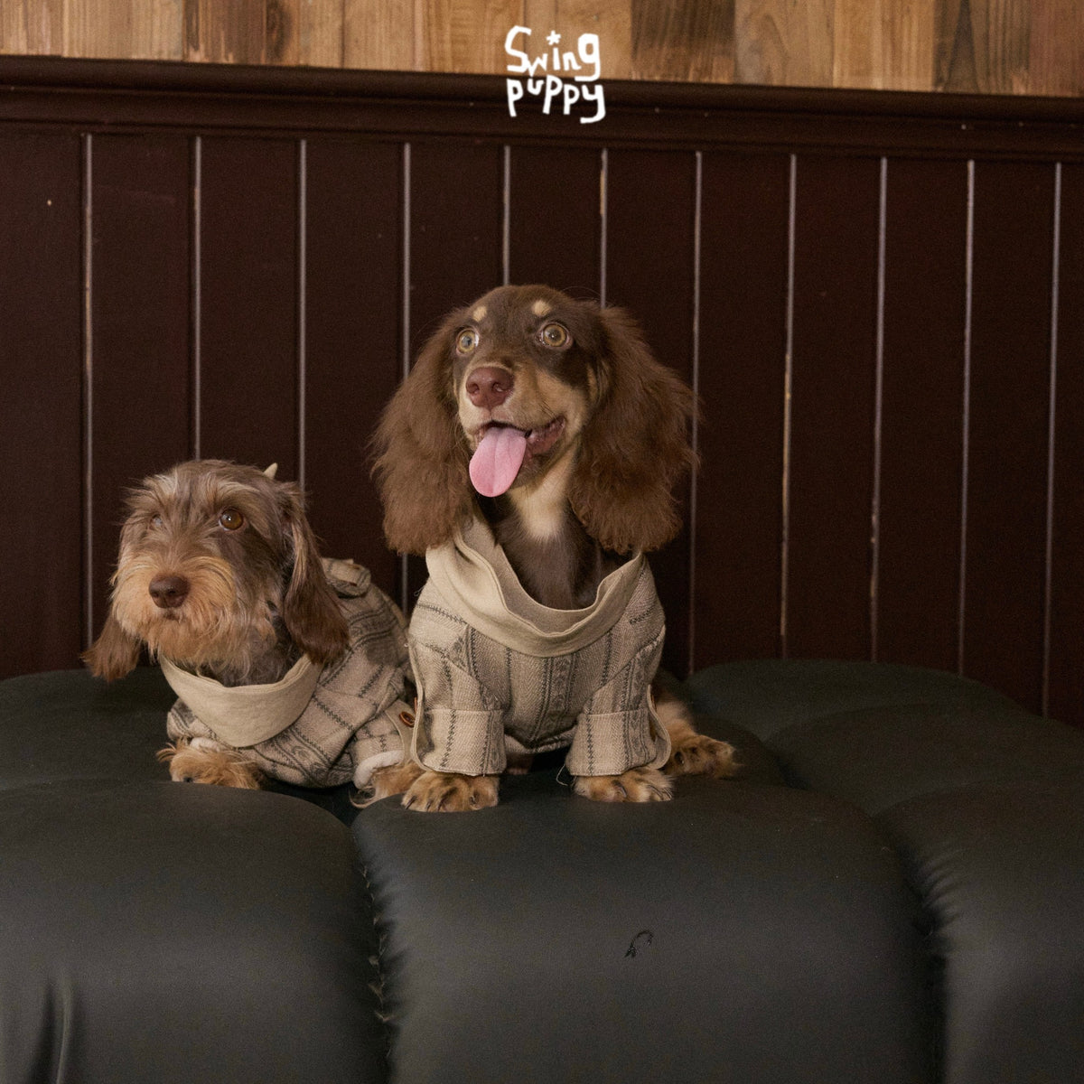 Two long-haired dachshunds wearing tan plaid shirts with draped collars.