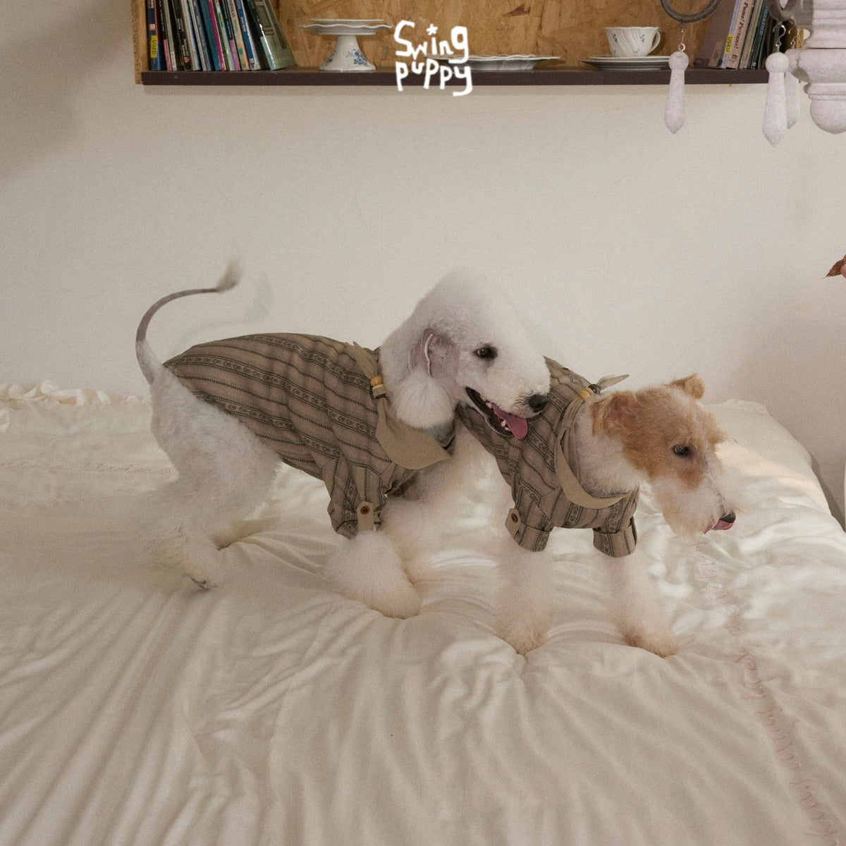 White dogs wearing tan plaid shirts on a bed.