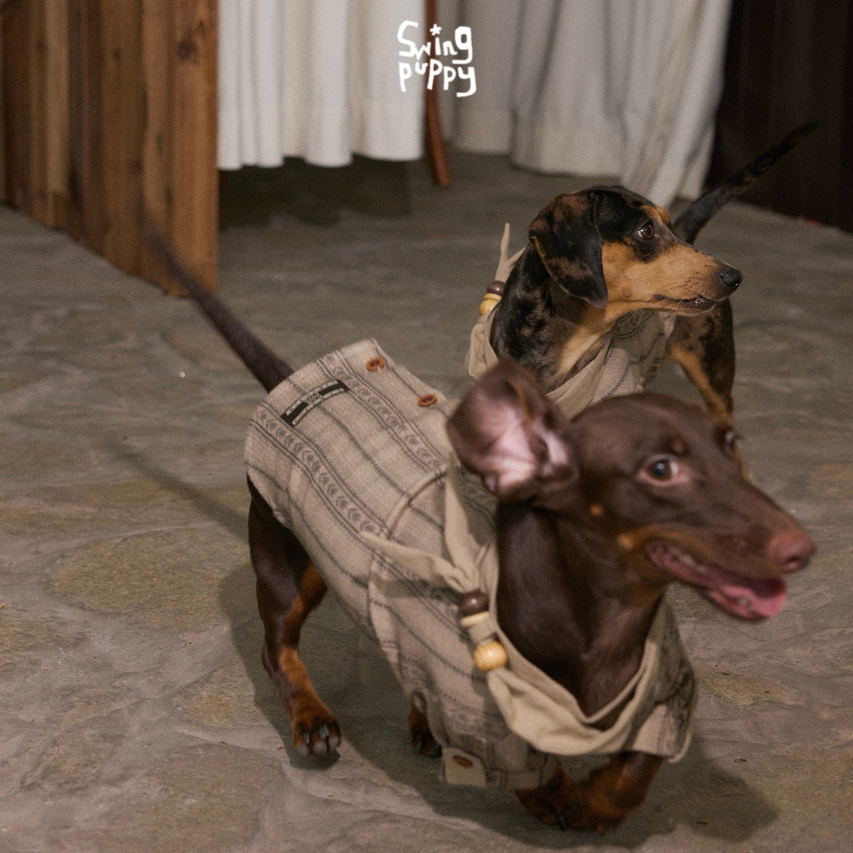 Two dachshunds wearing tan plaid shirts on a tiled floor.