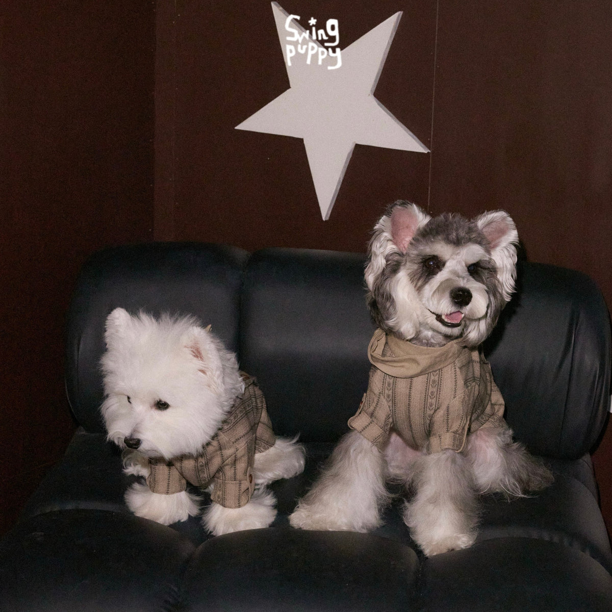 White terrier and schnauzer wearing tan plaid shirts on a black chair.