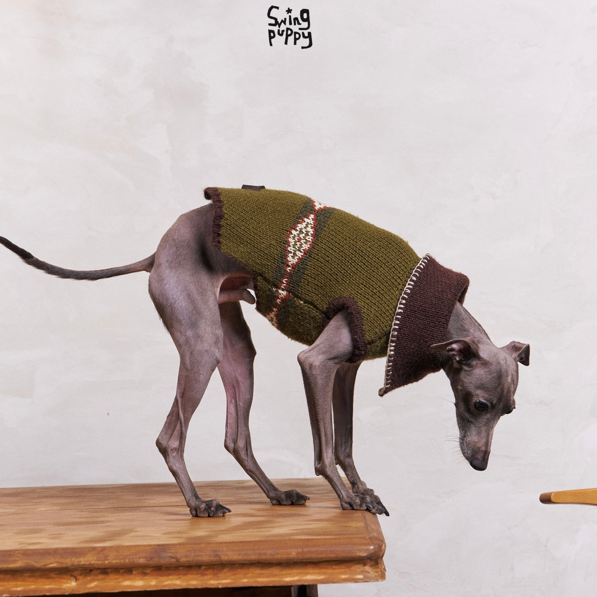 Dog wearing an olive sweater with a brown collar and patterned stripes.