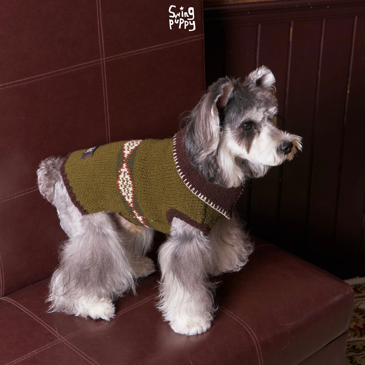 Schnauzer wearing an olive patterned turtleneck on a brown sofa.