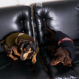 Two dachshunds wearing olive and navy turtleneck sweaters on black chairs.