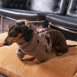 Dachshund wearing a brown fleece bodysuit with a patterned back panel.