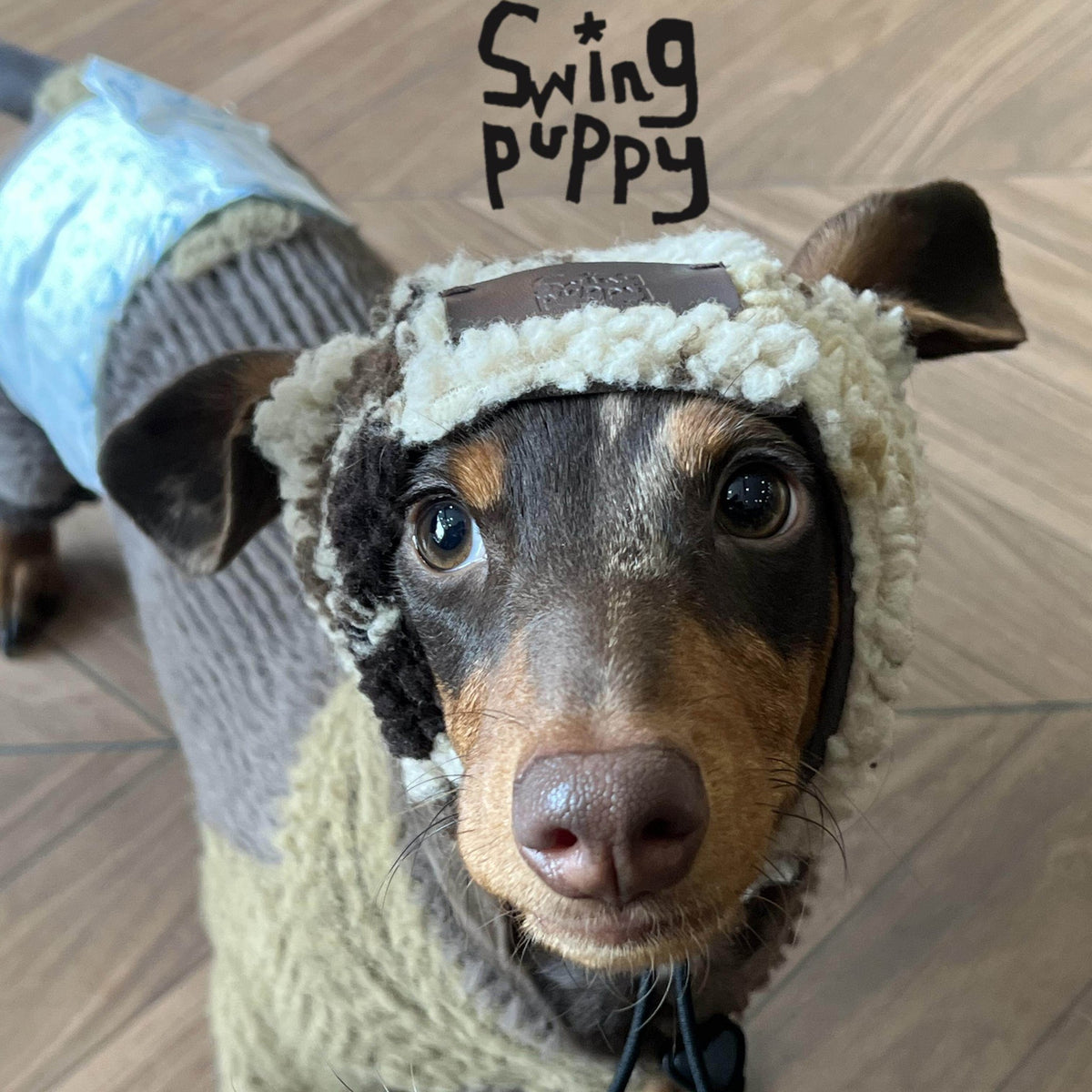 Close-up of a brown and pale blue fleece hat on a dachshund.