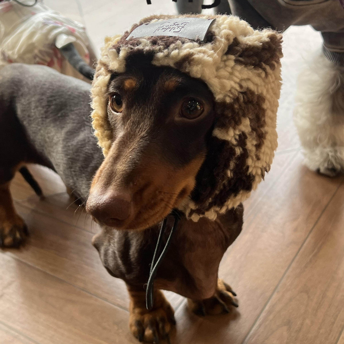 Dachshund wearing a brown and tan fleece hat on a wooden floor.