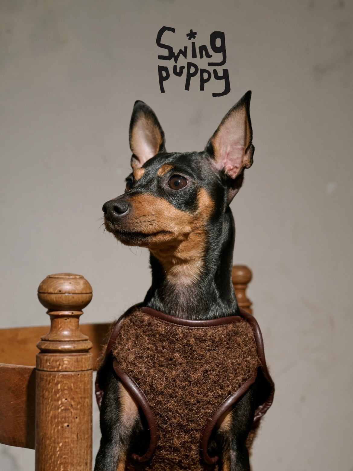 Front view of a brown textured vest on a black and tan dog.