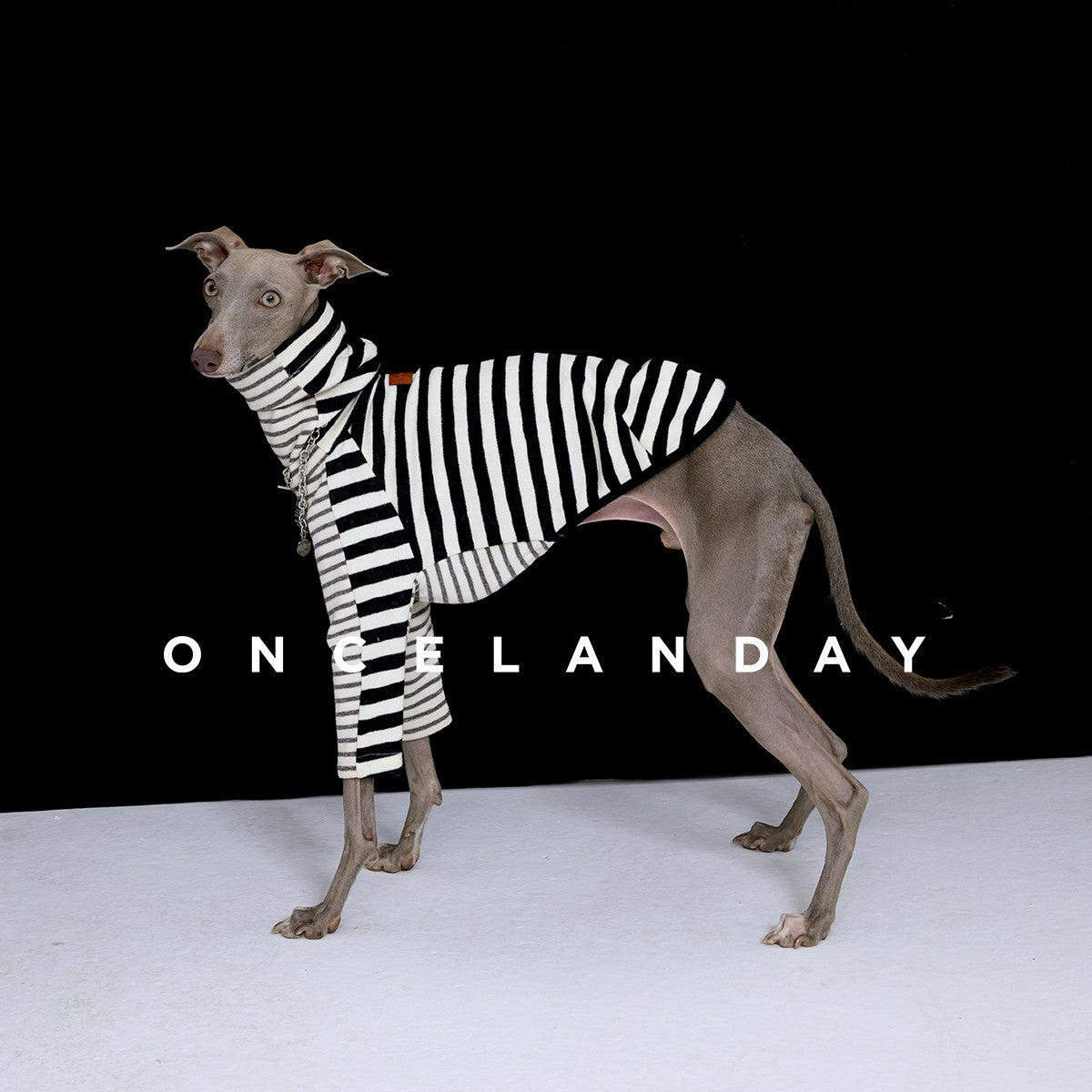 Dog wearing a black and white striped turtleneck base layer.