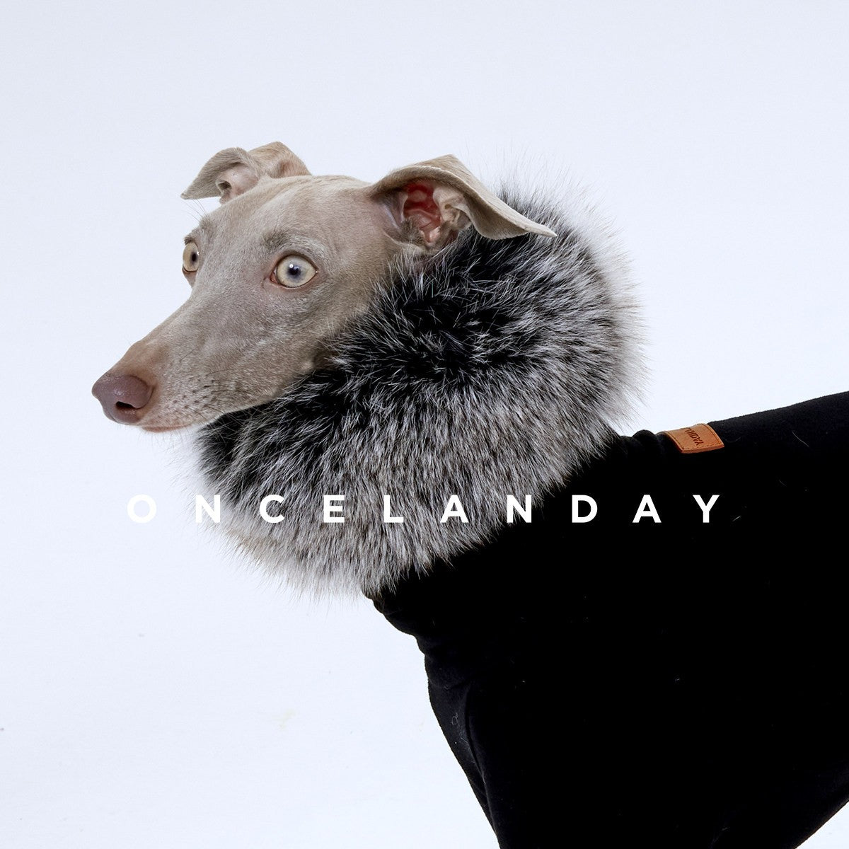 Close-up of a black dog top with a fluffy gray neck accessory.