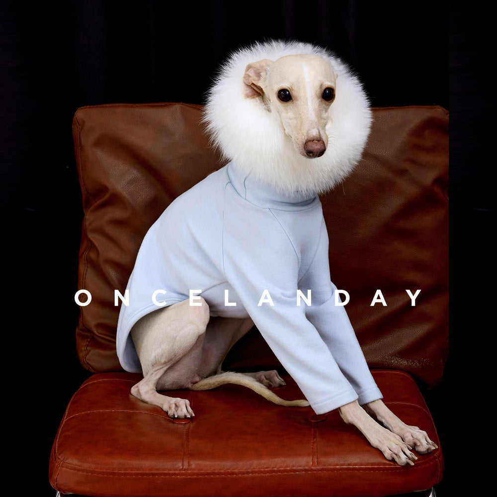Seated dog wearing a light blue base layer and white fluffy neck accessory.