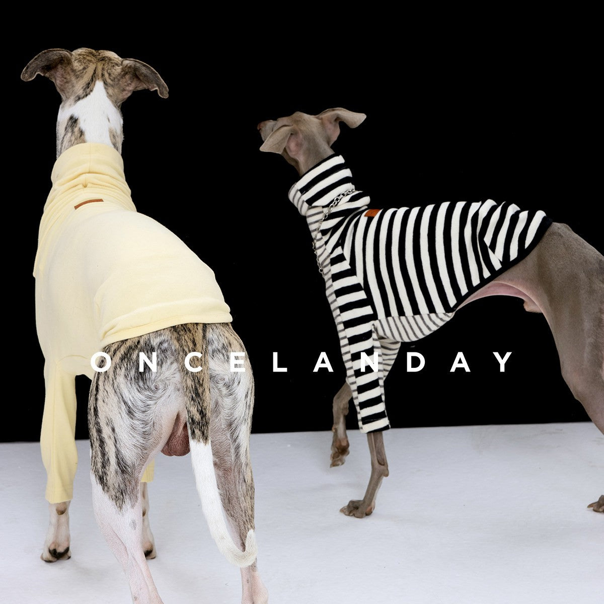 Two dogs wearing yellow and striped base layers.
