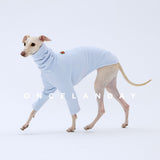 Dog wearing a light blue long-sleeve base layer.