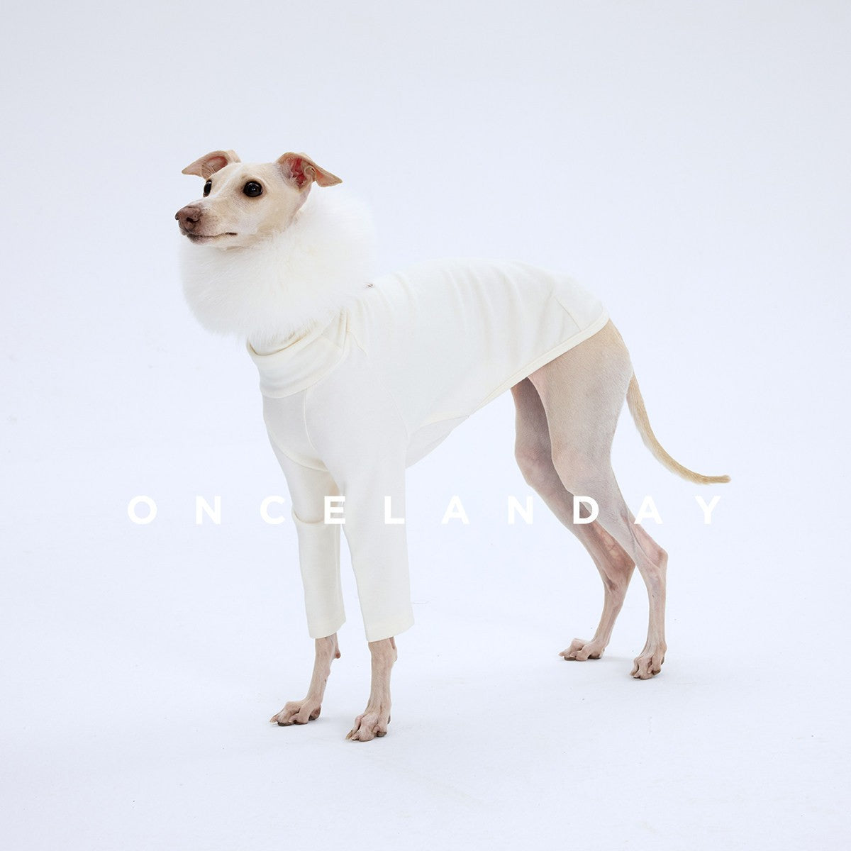 Dog modeling a cream turtleneck base layer.