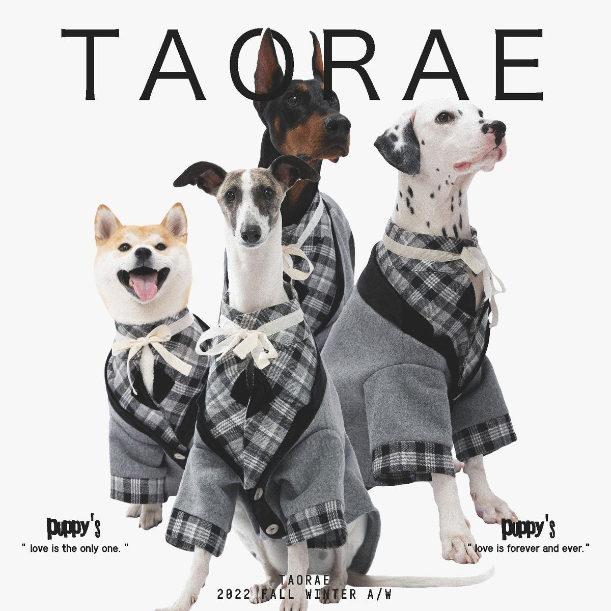 Dogs modeling gray suit jackets with contrasting plaid collars.