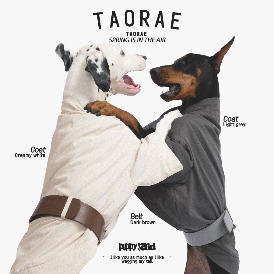 Dogs wearing cream and gray trench coats with contrasting belts.