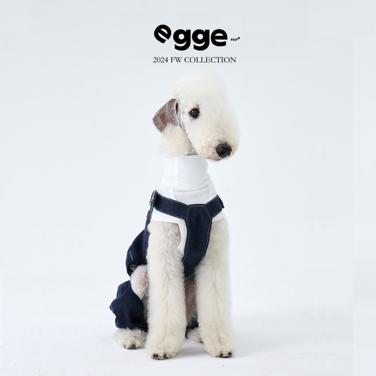 Seated dog wearing dark denim overalls over a white shirt.