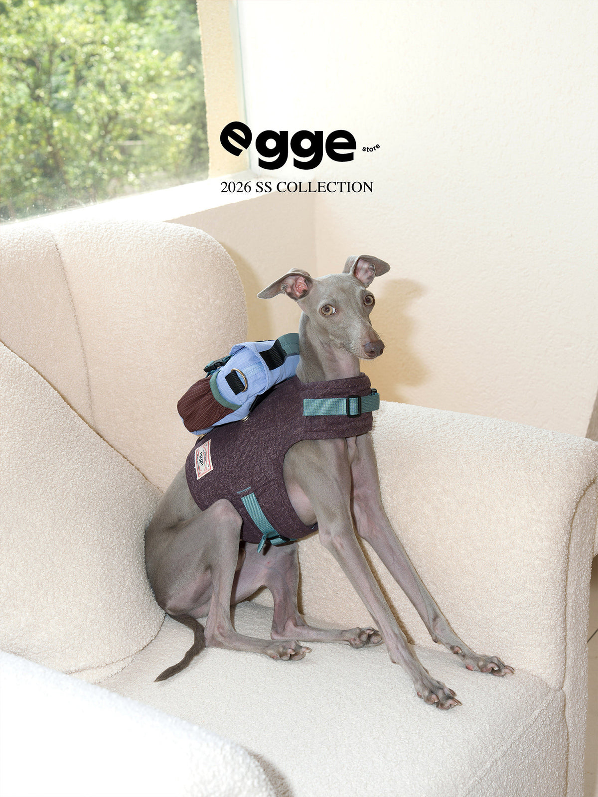 Two dogs wearing harness vests with blue backpacks on a sofa.