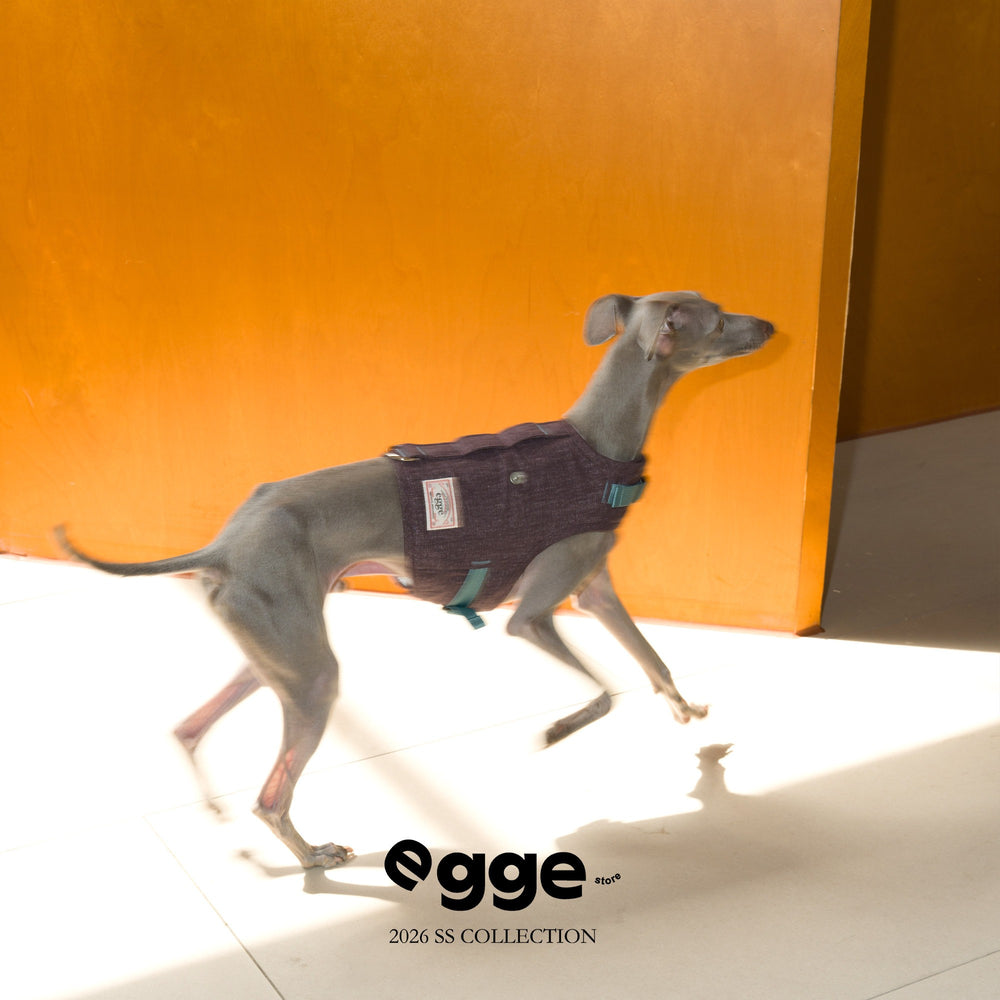 Dog wearing a dark harness vest while walking indoors.