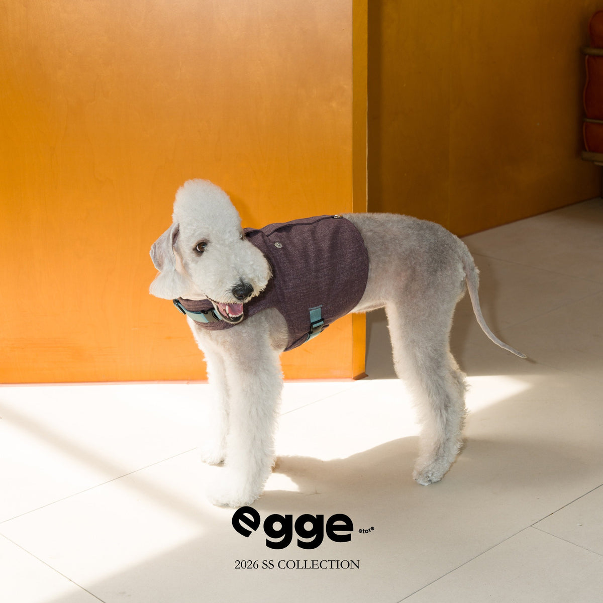 Dog modeling a dark harness vest in sunlight.