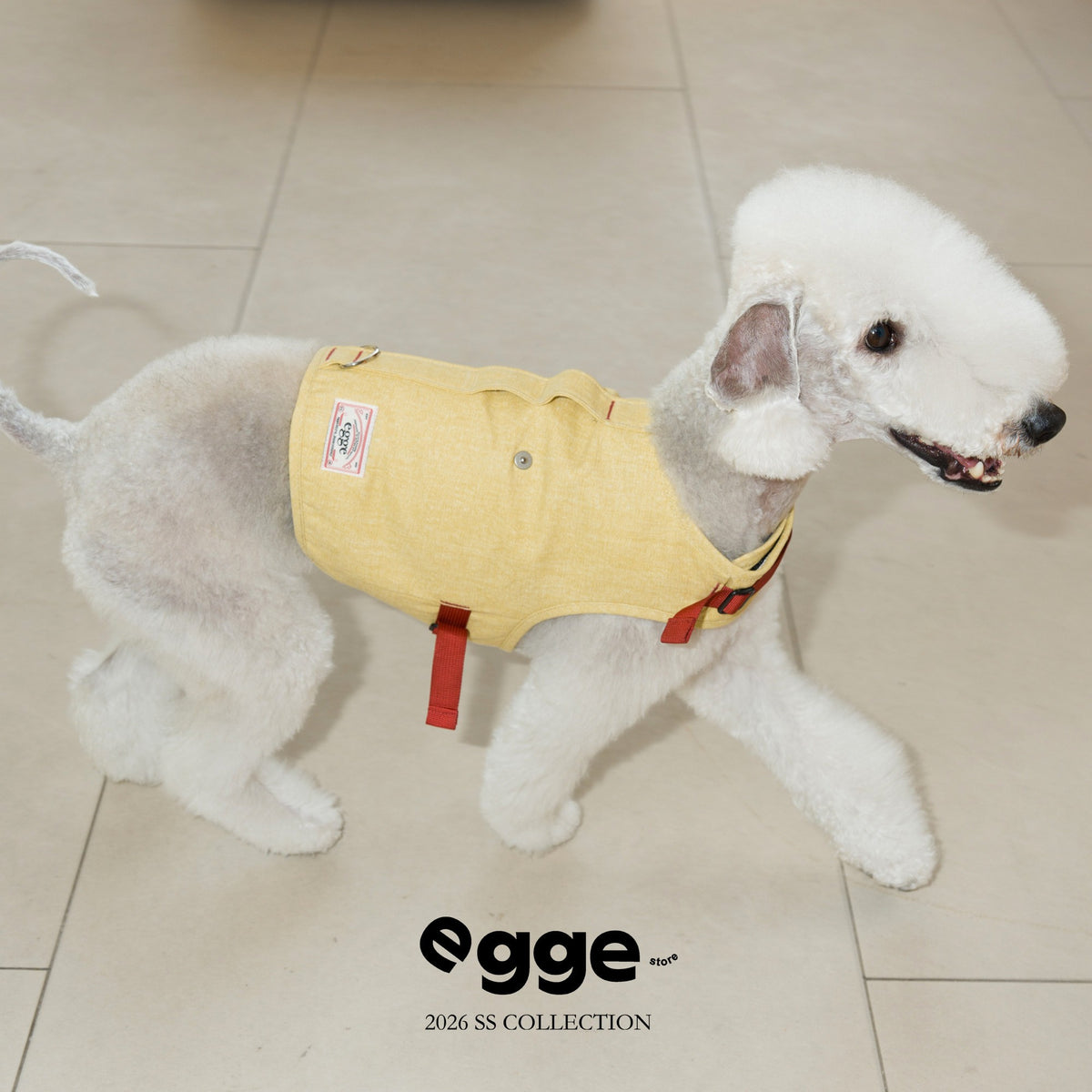 Dog wearing a yellow harness vest with red buckle straps.