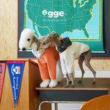Dogs wearing orange, cream and yellow colorblock hoodies.