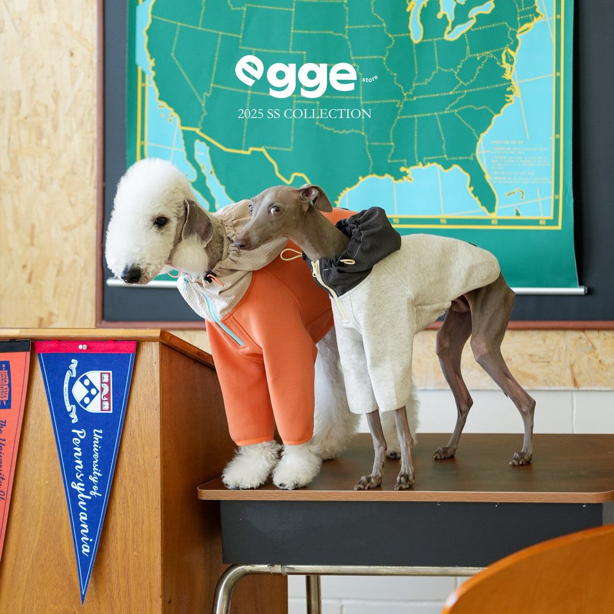 Dogs wearing orange, cream and yellow colorblock hoodies.