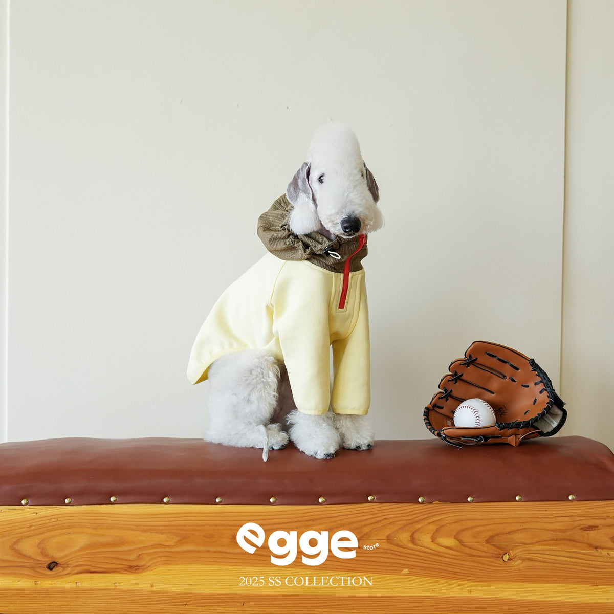 Seated dog wearing a yellow zip-up hoodie with a contrasting hood.