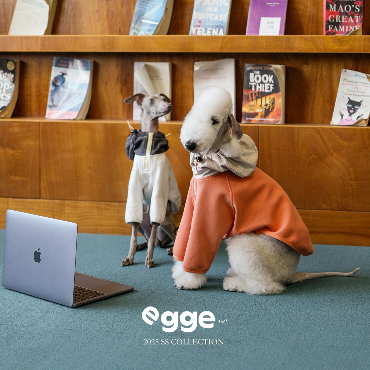 Two dogs modeling orange and cream zip-up hoodies.