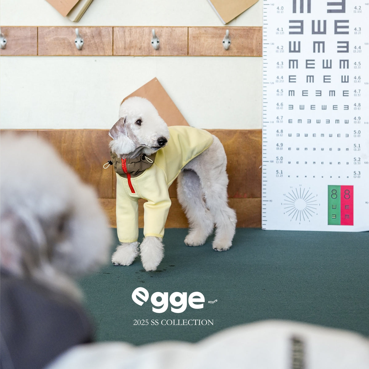 Dog wearing a yellow colorblock hoodie in an indoor setting.