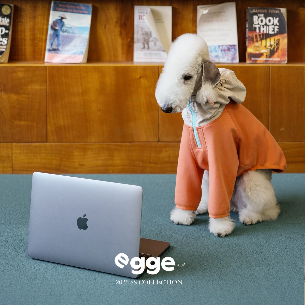 Dog wearing an orange zip-up hoodie with a contrasting hood.