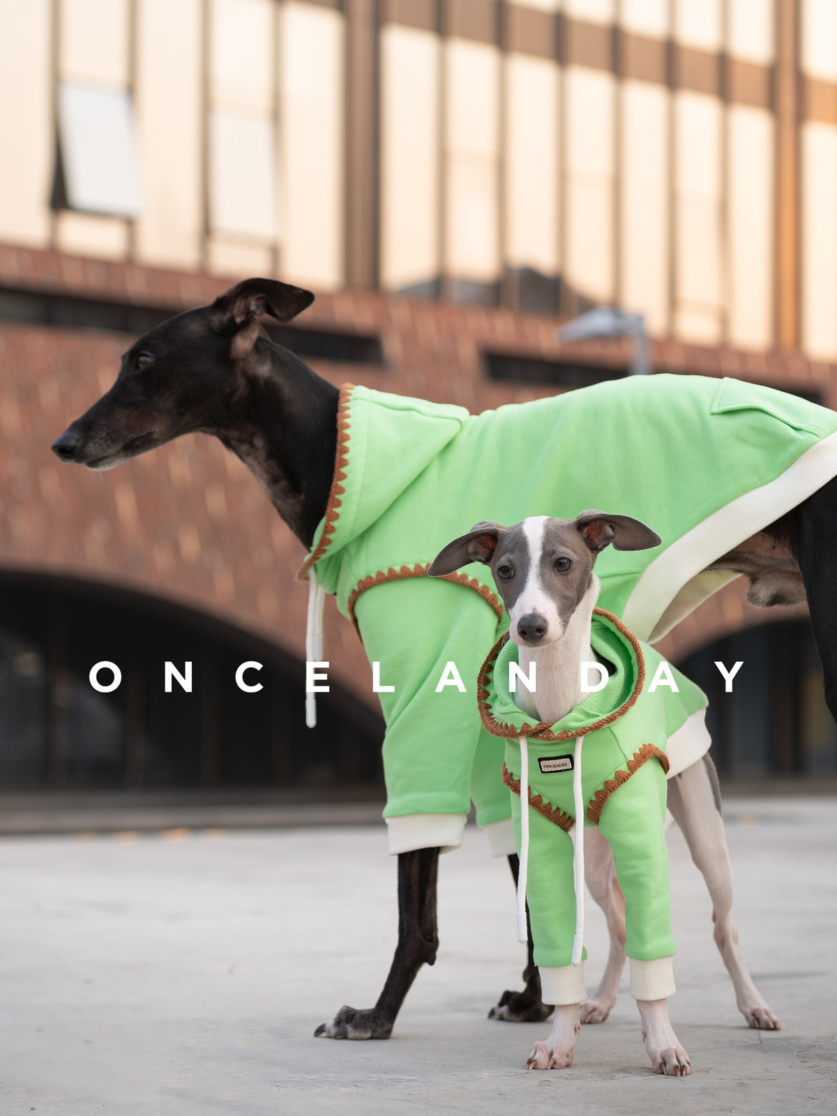 Two dogs wearing green sweaters with orange trim outdoors.