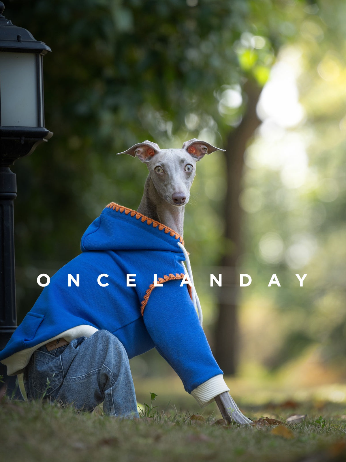 Seated dog wearing a blue sweater with orange trim outdoors.