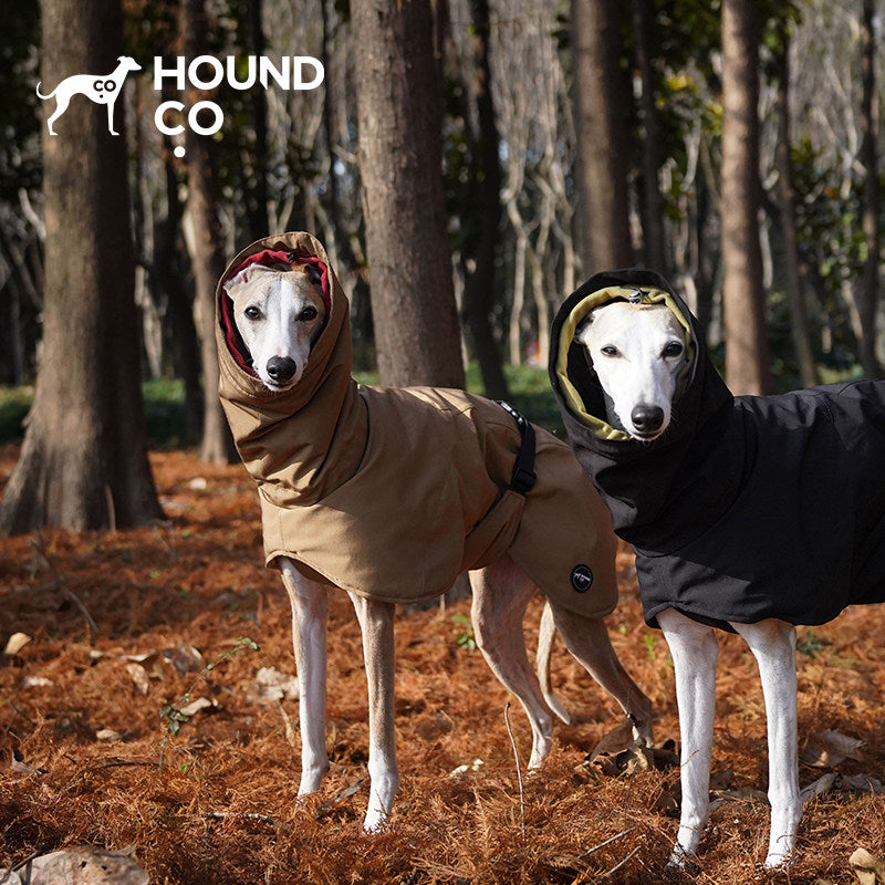 Italian Greyhound wearing Hound Co. Insulated Waterproof Coat in Midnight Black