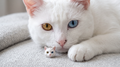 Custom Silver Pet Jewelry