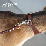 Mocha Brown Vegan Dog Collar & Walking Accessories dog product view 07