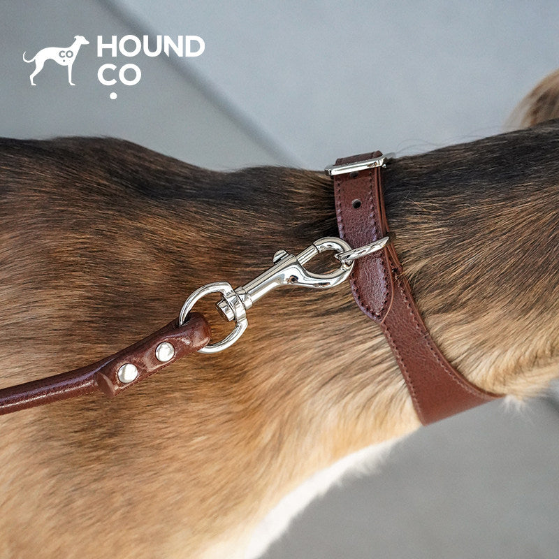 Mocha Brown Vegan Dog Collar & Walking Accessories dog product view 07