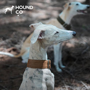 Pinewood | Brown Martingale Dog Collar