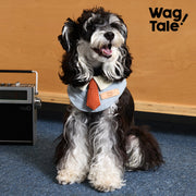 Retro Revival | Office-Style Dog Bandana