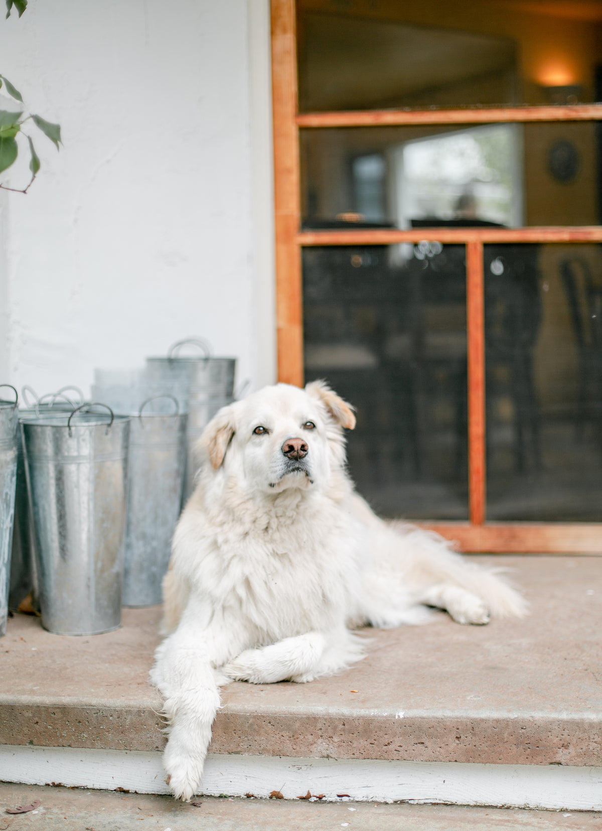 Cream-colored dog resting on a doorstep beside a wooden door and metal containers.